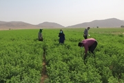 طرح اتلاف موشهای صحرایی در خرامه
